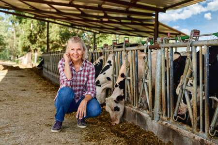 Mature woman on rural farm with dairy cowの写真素材