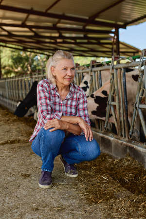 woman on rural farm with dairy cowの写真素材