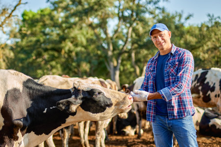 Farmer is working on farm with dairy cows