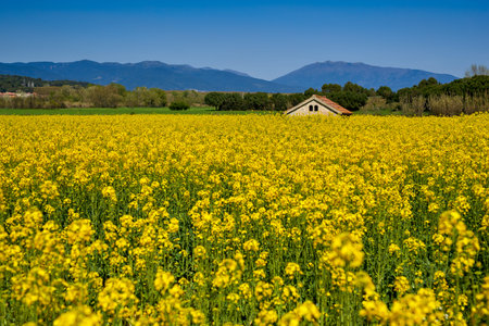 Yellow flowers field under background of mountains
