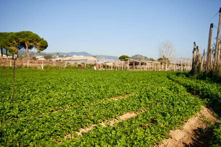 There are a variety of beautiful knife green vegetables on the vegetable plotの写真素材