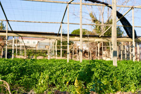 There are a variety of beautiful knife green vegetables on the vegetable plotの写真素材