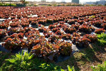 Green Lettuce leaves on garden beds in the vegetable field. Leaf Lettuce in garden bed.