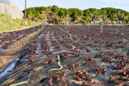 Green Lettuce leaves on garden beds in the vegetable field. Leaf Lettuce in garden bed.の写真素材