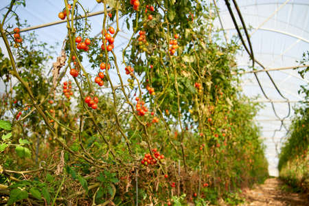 The growing tomatoes in the greenhouse.の写真素材