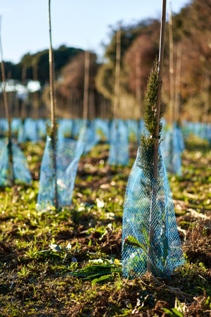Spruce tree nursery for reforestation.