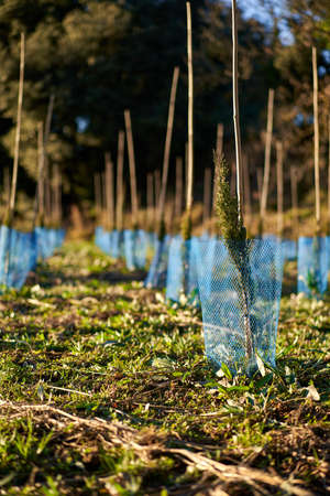 Spruce tree nursery for reforestation.の写真素材