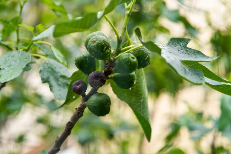 Green figs fruit hanging on the branch of a fig tree, ficus carica.