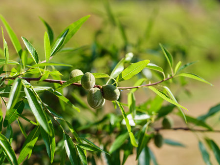 Ripe young almonds nuts on tree close upの写真素材
