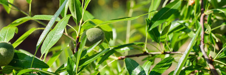 Ripe young almonds nuts on tree close up