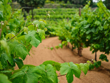 Green grape branches on the vineyardの写真素材
