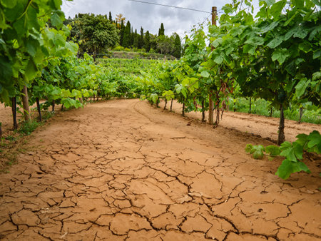 Drought. Grape branches on the vineyard.の写真素材