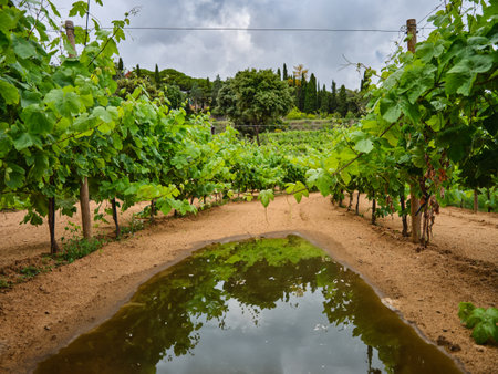 Green grape branches on the vineyardの写真素材
