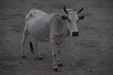 The Malaysian white bull cow, very thin, can be seen silhouetting the skeleton.