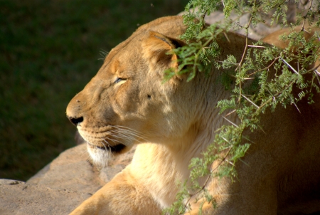 african wildlifeの写真素材
