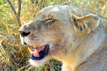 african wildlife の写真素材