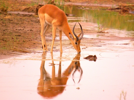 Impala maleの写真素材
