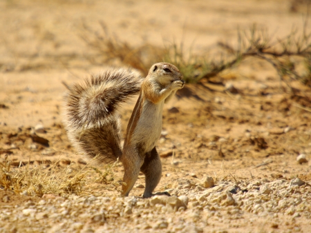 ground squirrelの写真素材