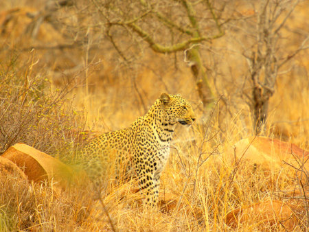 leopard