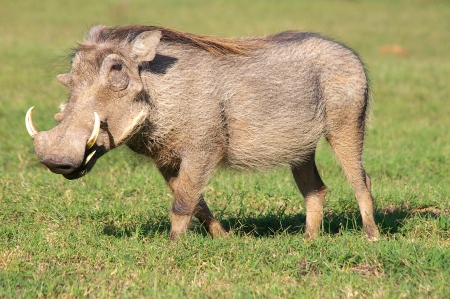 warthogの写真素材