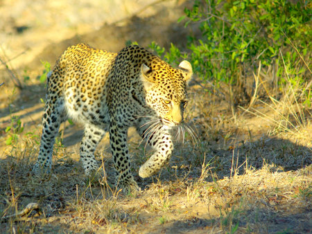 leopard