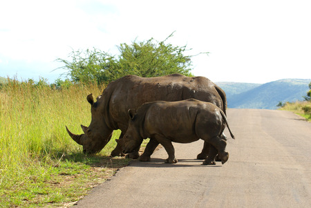 white rhinoの写真素材