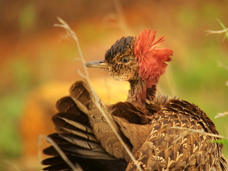 red-crested korhaanの写真素材