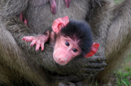 chacma baboonsの写真素材