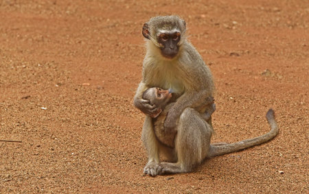 vervet monkey baby feeding from its mama