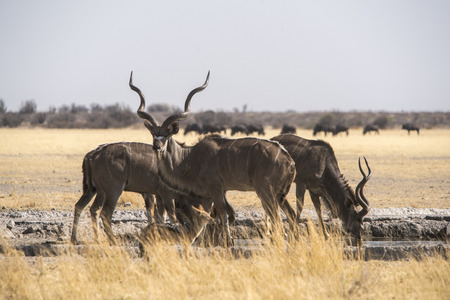 Greater Kudu maleの写真素材