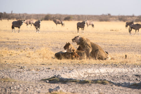 lions of the Kalahari