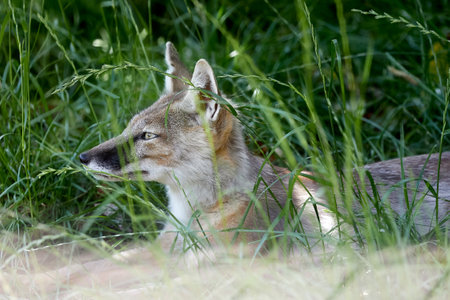 Desert Fox hiding in tall grassの写真素材