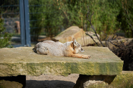 Desert fox warming himself in the sun on a small rockの写真素材