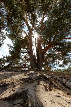 wide-angle shot of a huge old pine tree backlit with a sunstar in a desert environmentの写真素材