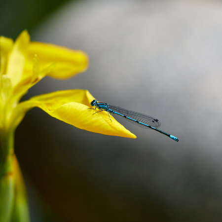 macro of a blue dragonfly sitting on a yellow iris