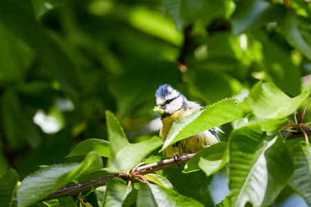 Small blue tit Songbird sitting in a cherry tree with a worm in its beak for its offspring in direct sunlight.の写真素材