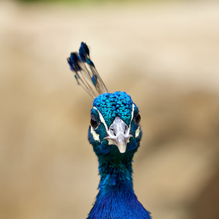 Male peacock with blue feathers directly looking at the cameraの写真素材