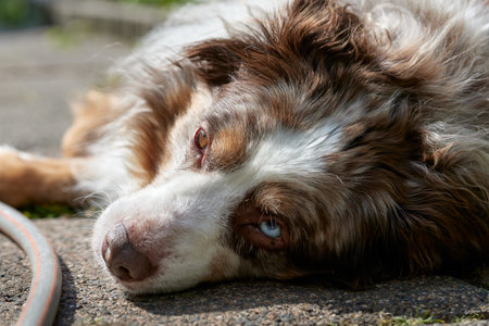 Australian Shepherd dog lying down in a sunny spot on a stone path looking at the camera.の写真素材