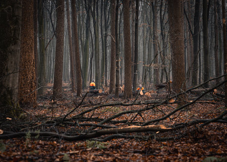 dark and moody forest with lumber workers sitting in the distanceの写真素材