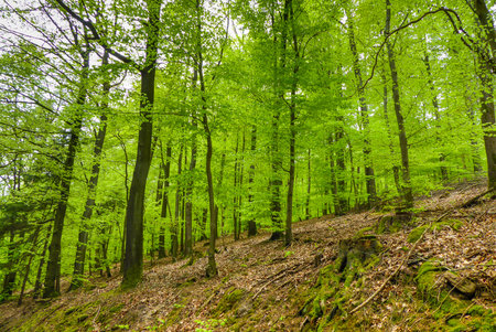 beech forest (Fagus sylvatica) in spring with fresh leaf green in a German low mountain range