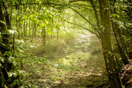 Dreamy forest scene with small brook in a German forest in HunsrÃ¼ck in morning lightの写真素材
