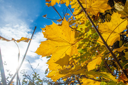 yellow maple leaves shine in autumn in impressive colors against a lightly cloudy sky in back light