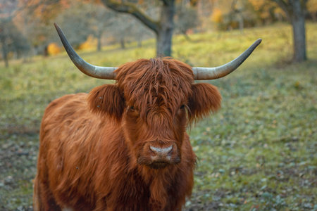 scottish highland cattle with brown fur cares for vegetation on a meadow in a nature reserve in...