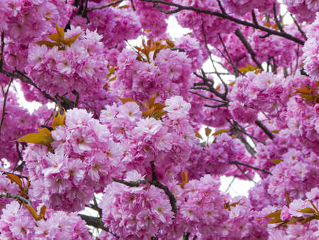 flowering Japanese cherry tree (Prunus serrulata) that does not form fruits in spring in full bloom splendorの写真素材