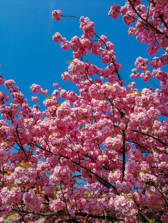 flowering Japanese cherry tree (Prunus serrulata) that does not form fruits in spring in full bloom...