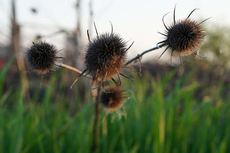 Bristly seed head plantの写真素材