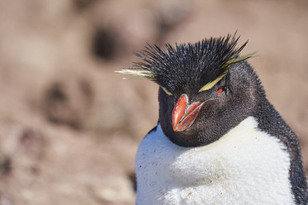 Eudyptes chrysocome is the rock hopper penguin also known as crested penguin living on the rocky and steep cliffs of isla pinguino at the atlantic coast of patagonia in argentina. it is known for its red eyes and characteristic yellow eye brows_12の写真素材