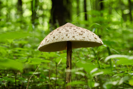Mushroom with a big umbrella standing in the dark forestの写真素材