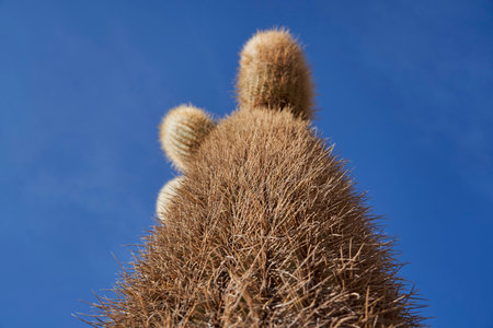 Giant cactus with long spikes on fish Island at Salar de Uyuni, Salar de Tunupa, worlds largest salt flat, in the altiplano of Bolivia in the andes mountainsの写真素材
