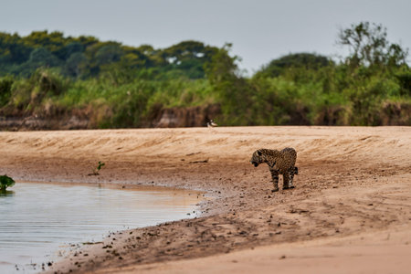 Jaguar, Panthera onca, is a large felid species and the only extant member of the genus Panthera native to the Americas, Jaguar stalking along a sand bank on Cuiaba river in the Pantanal, Brazilの写真素材